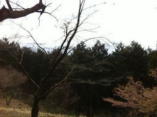 高尾山口から稲荷山コースで陣馬山へトレイルラン